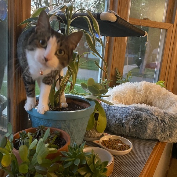 Meet your Posher, Alexis - Picture 6 of 9